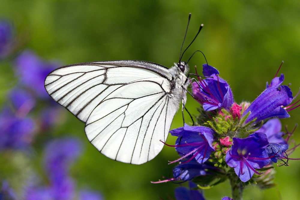 Spiksplinternieuw 12176-klein-geaderd-witje-vlinder-op-paarse-bloem - Lokaal Alternatief XM-82